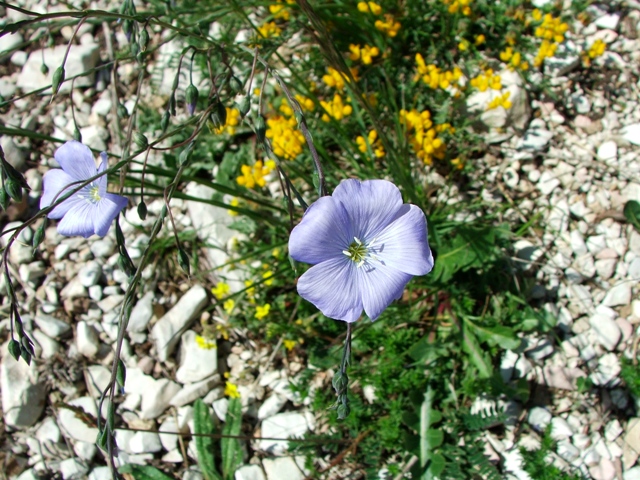 Monte subasio